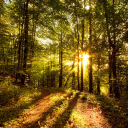 Das Sunny Morning In The Forest Wallpaper 128x128
