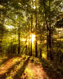 Fondo de pantalla Sunny Morning In The Forest 128x160