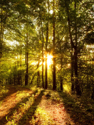 Sunny Morning In The Forest wallpaper 132x176