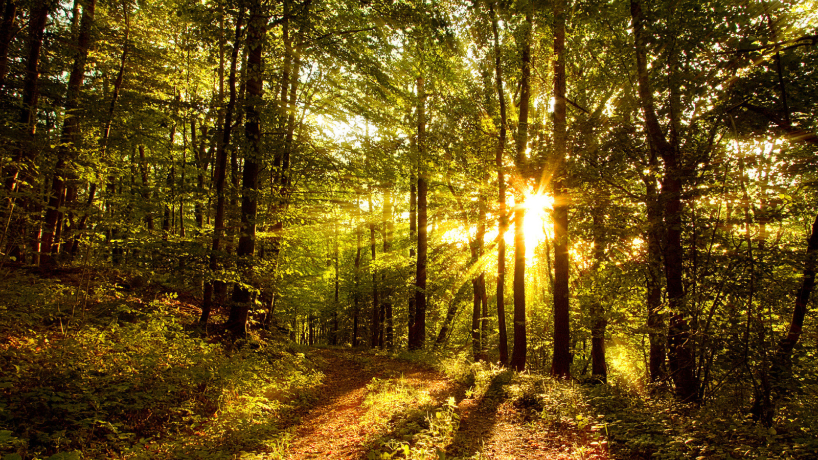 Fondo de pantalla Sunny Morning In The Forest 1600x900