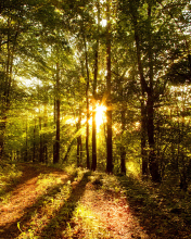 Sunny Morning In The Forest wallpaper 176x220