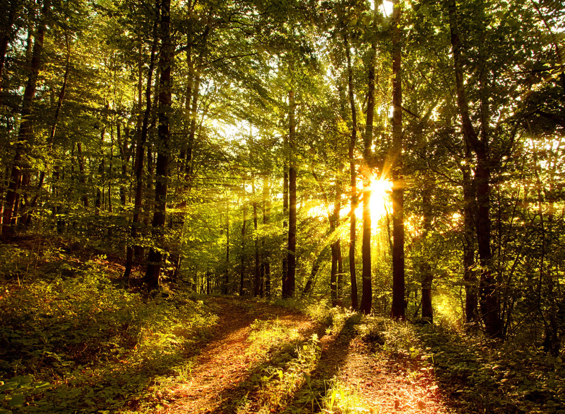 Das Sunny Morning In The Forest Wallpaper 1920x1408