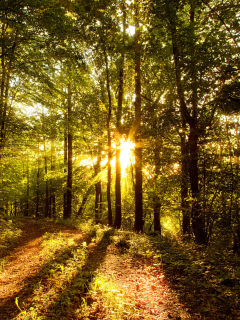 Screenshot №1 pro téma Sunny Morning In The Forest 240x320