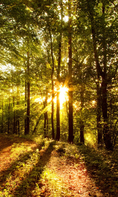 Das Sunny Morning In The Forest Wallpaper 240x400