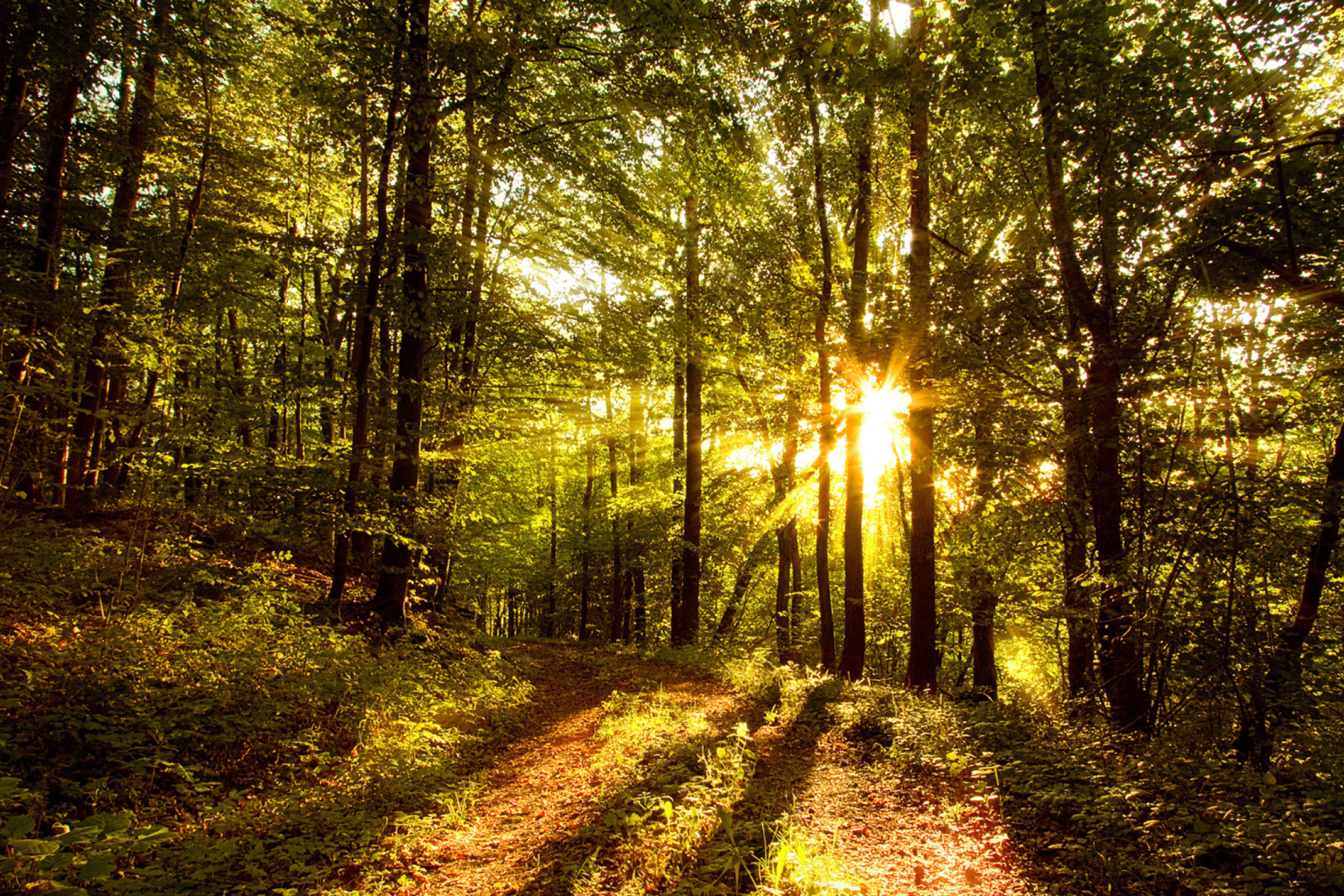 Обои Sunny Morning In The Forest 2880x1920