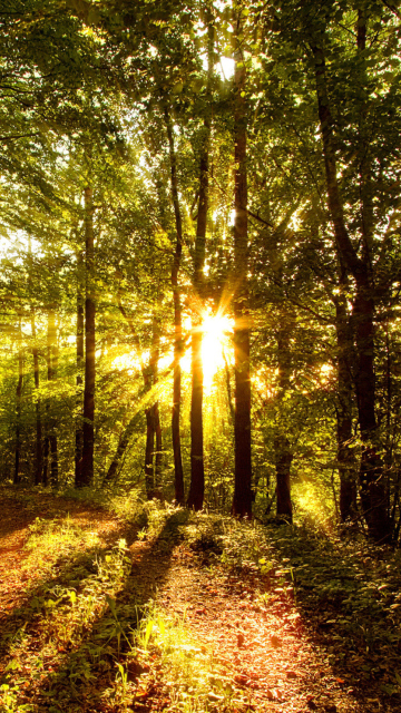 Screenshot №1 pro téma Sunny Morning In The Forest 360x640