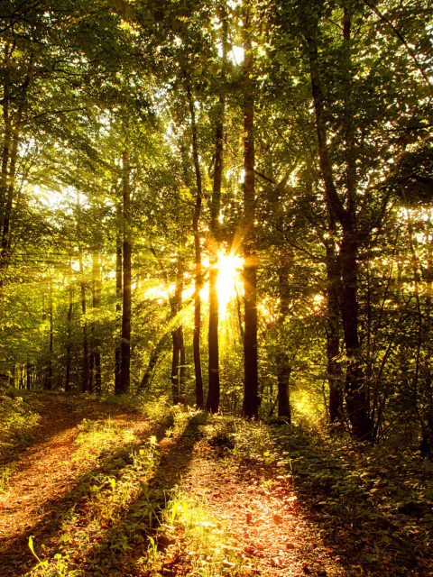 Das Sunny Morning In The Forest Wallpaper 480x640