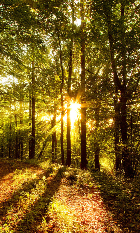 Das Sunny Morning In The Forest Wallpaper 480x800