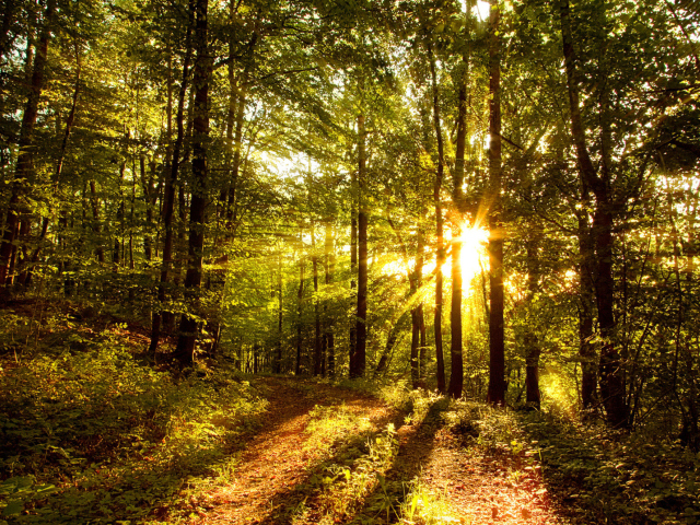 Fondo de pantalla Sunny Morning In The Forest 640x480