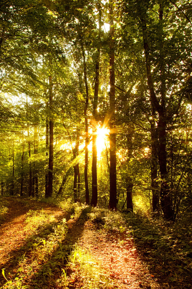 Обои Sunny Morning In The Forest 640x960
