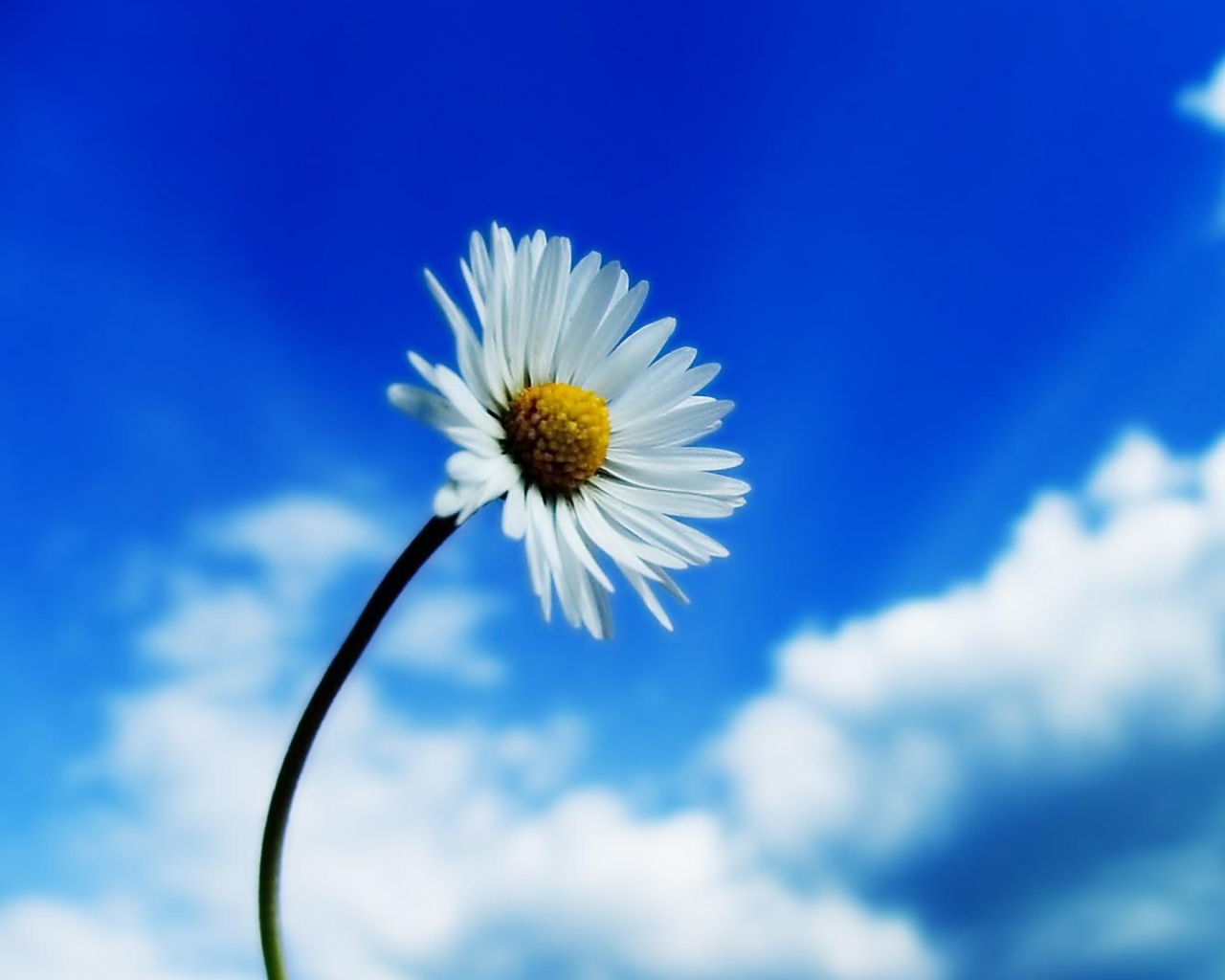 Screenshot №1 pro téma Beautiful Sky White Flower 1280x1024