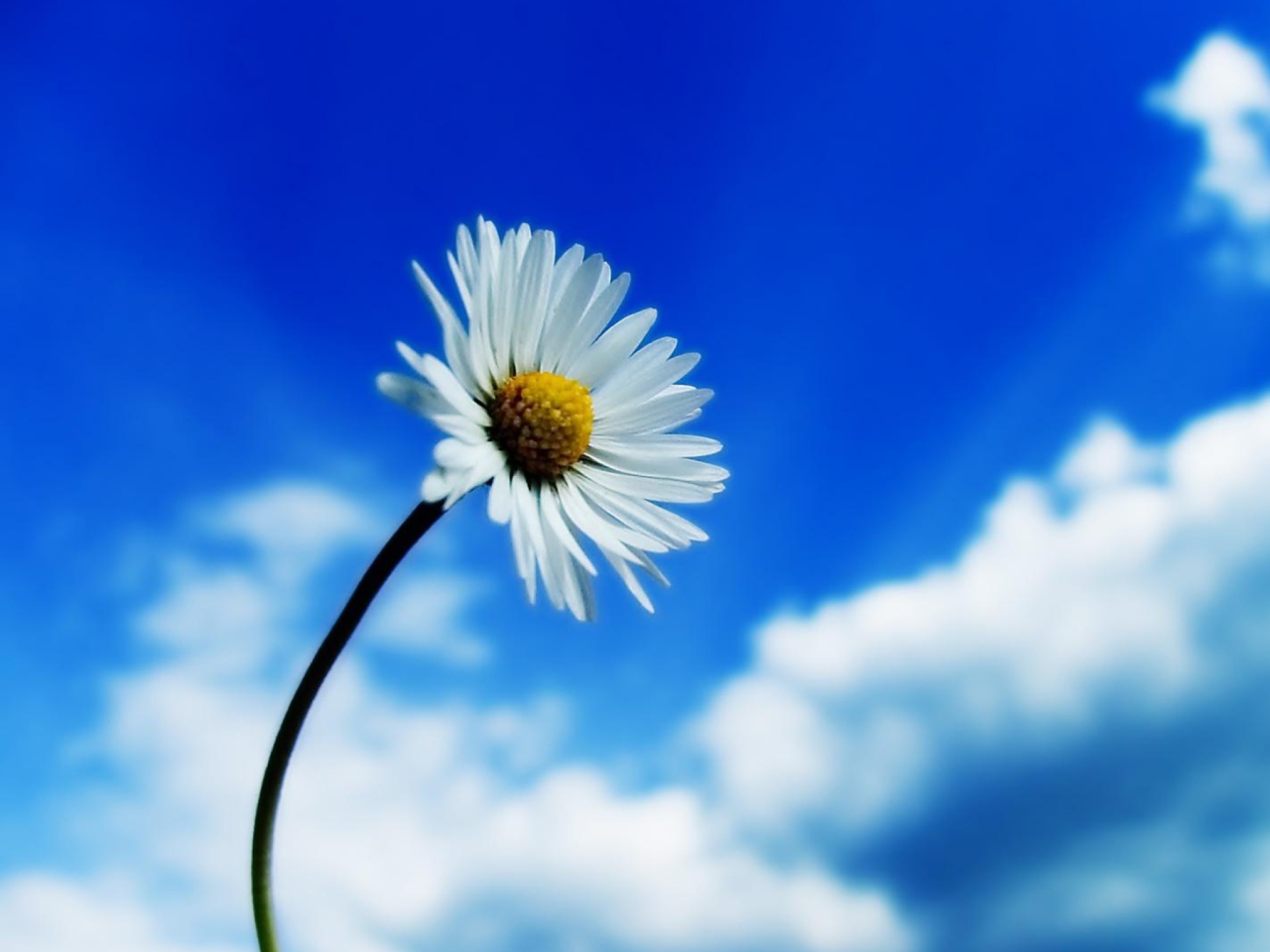 Fondo de pantalla Beautiful Sky White Flower 1280x960