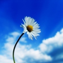 Beautiful Sky White Flower screenshot #1 128x128