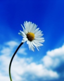 Fondo de pantalla Beautiful Sky White Flower 128x160