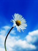 Sfondi Beautiful Sky White Flower 132x176