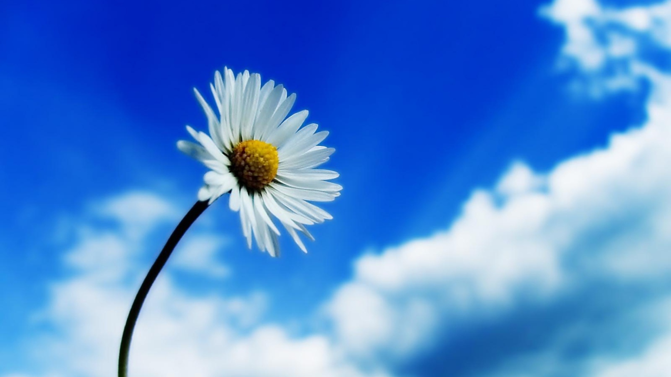 Обои Beautiful Sky White Flower 1366x768