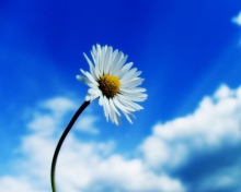 Sfondi Beautiful Sky White Flower 220x176