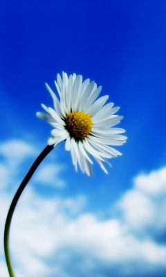 Fondo de pantalla Beautiful Sky White Flower 240x400