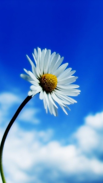 Das Beautiful Sky White Flower Wallpaper 360x640