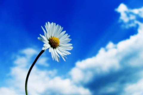 Обои Beautiful Sky White Flower 480x320