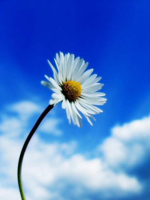 Обои Beautiful Sky White Flower 480x640