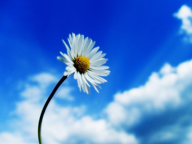 Обои Beautiful Sky White Flower 640x480
