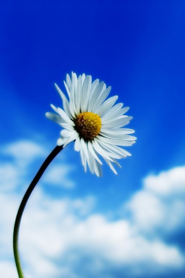 Beautiful Sky White Flower wallpaper 640x960
