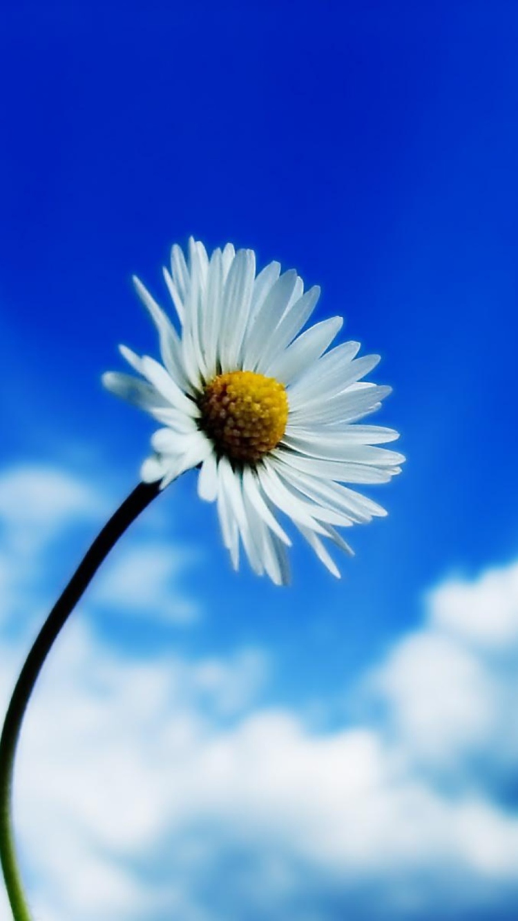 Обои Beautiful Sky White Flower 750x1334