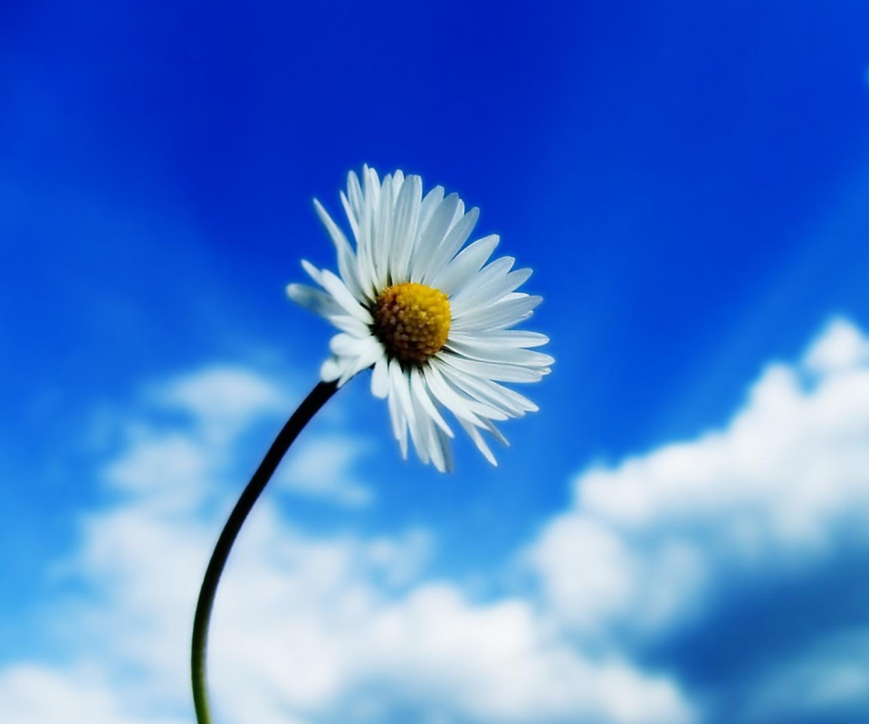 Обои Beautiful Sky White Flower 960x800
