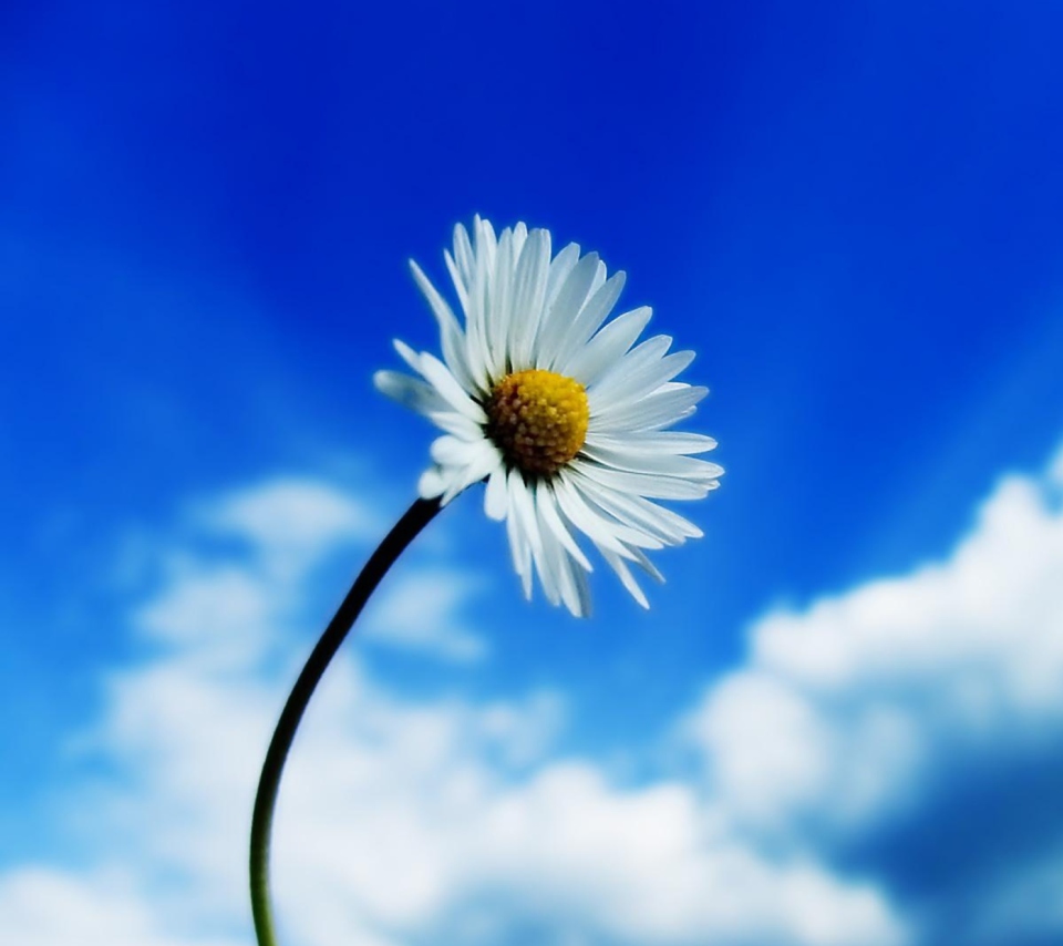 Обои Beautiful Sky White Flower 960x854