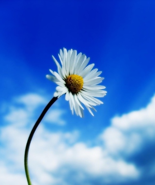 Beautiful Sky White Flower - Fondos de pantalla gratis para Sharp 880SH