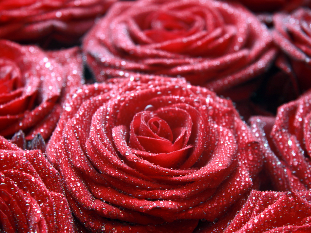 Das Macro Roses Dew Wallpaper 1024x768