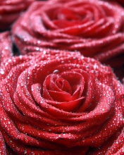 Sfondi Macro Roses Dew 176x220