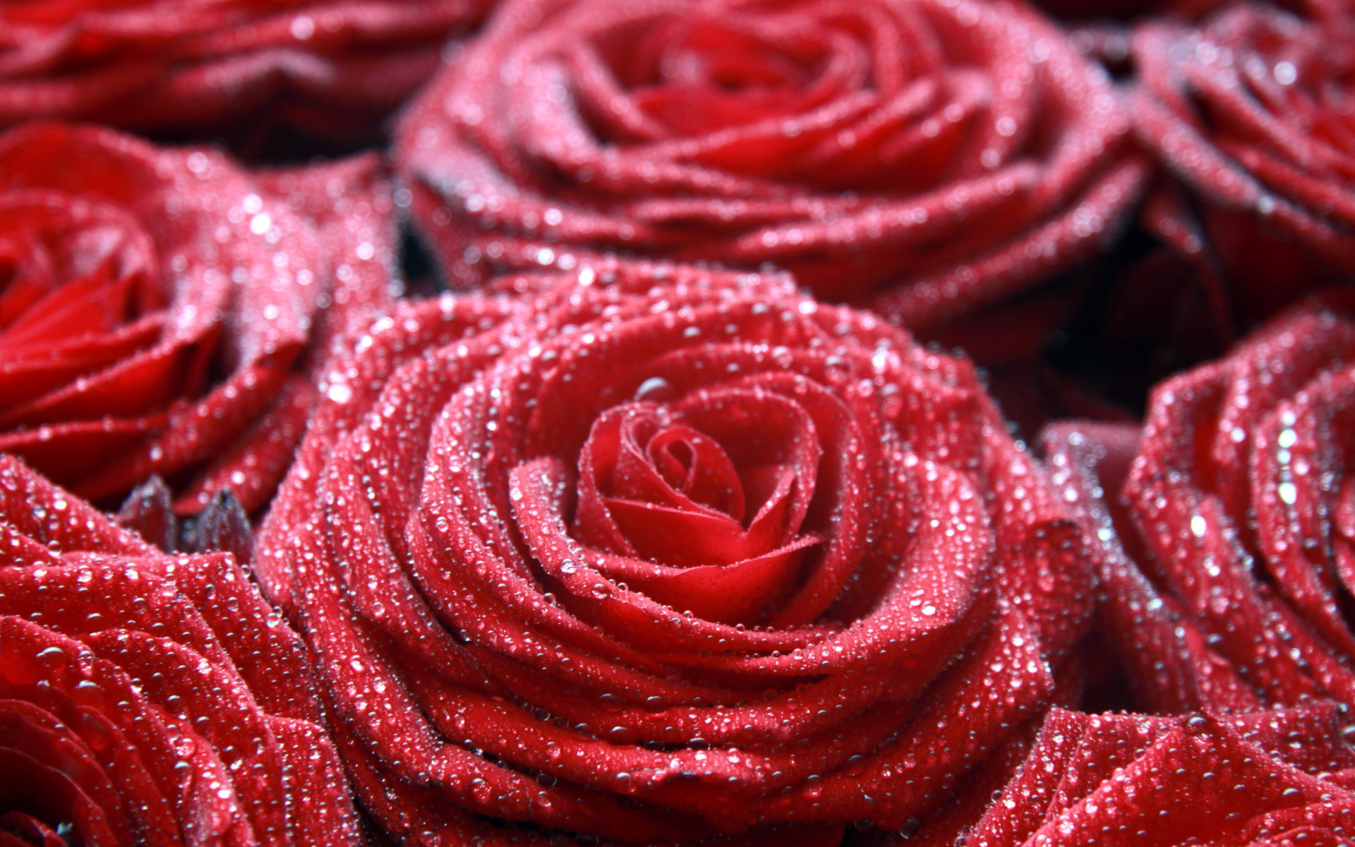 Обои Macro Roses Dew 1920x1200