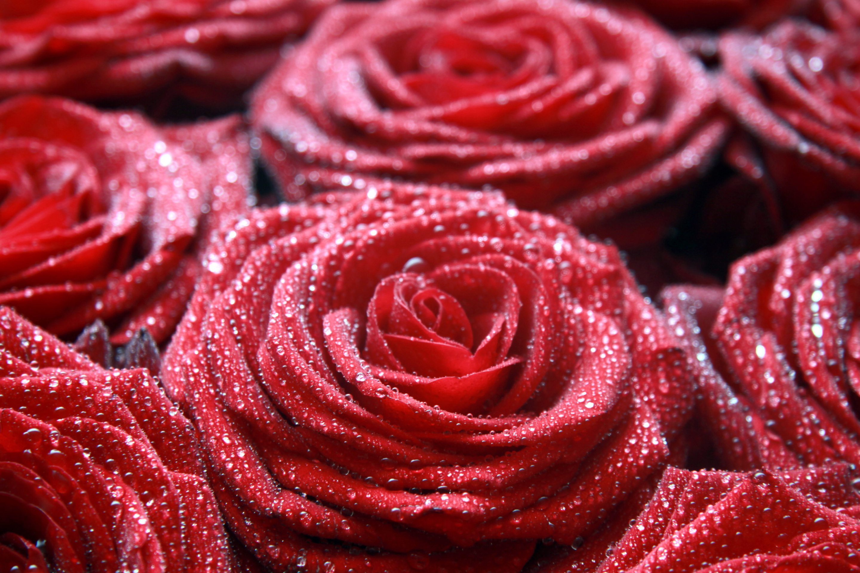 Sfondi Macro Roses Dew 2880x1920