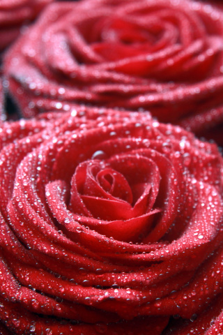 Das Macro Roses Dew Wallpaper 320x480