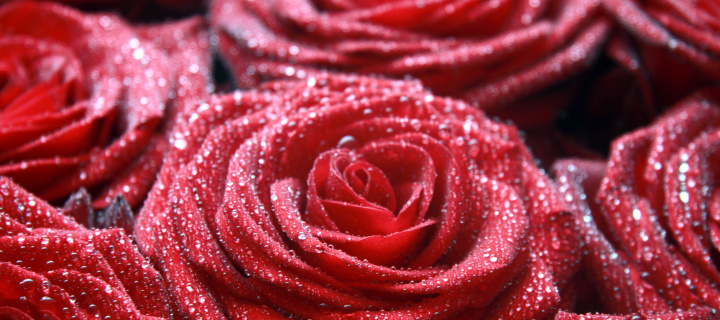 Das Macro Roses Dew Wallpaper 720x320