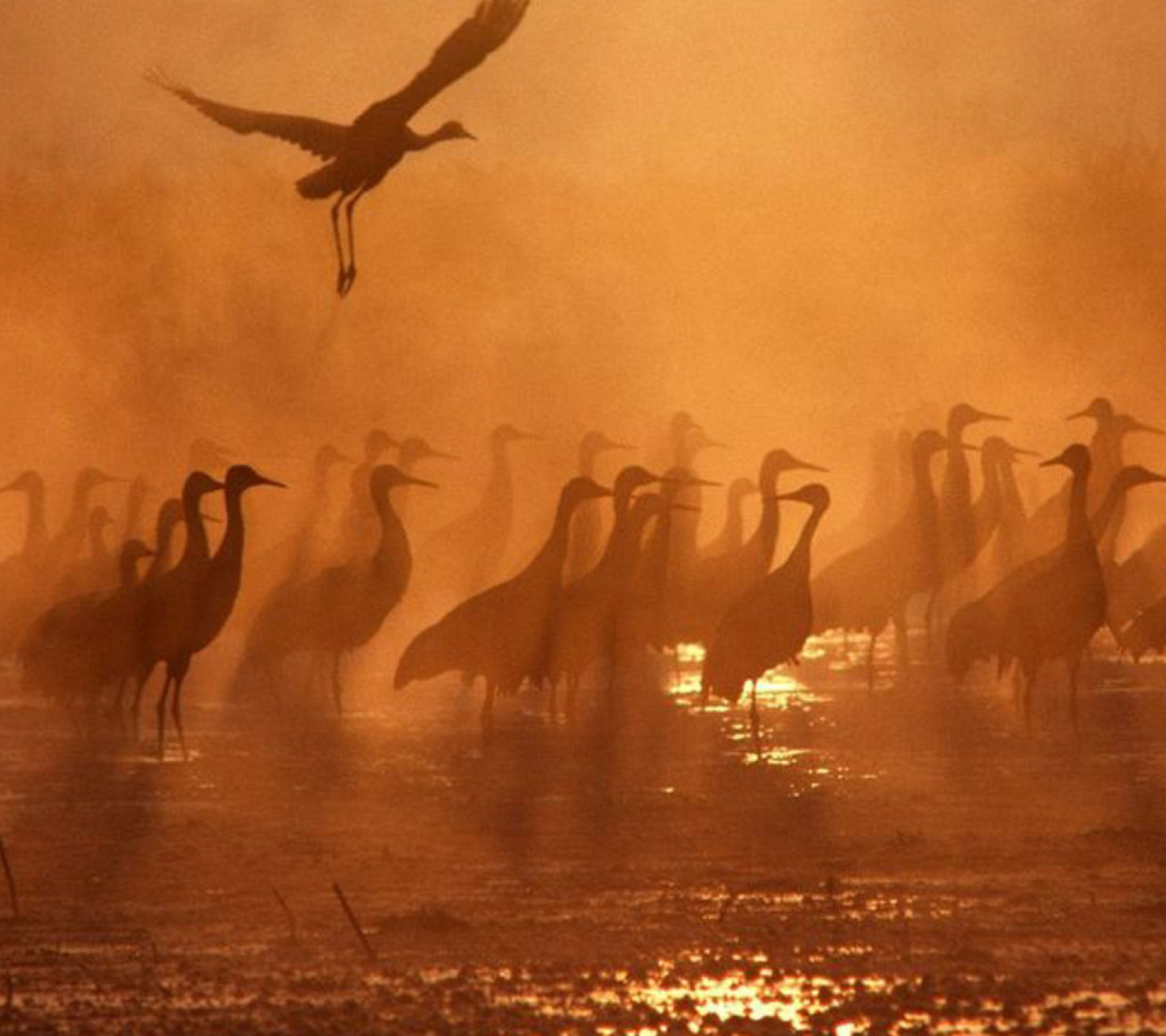 Sfondi Birds On A Lake 1440x1280