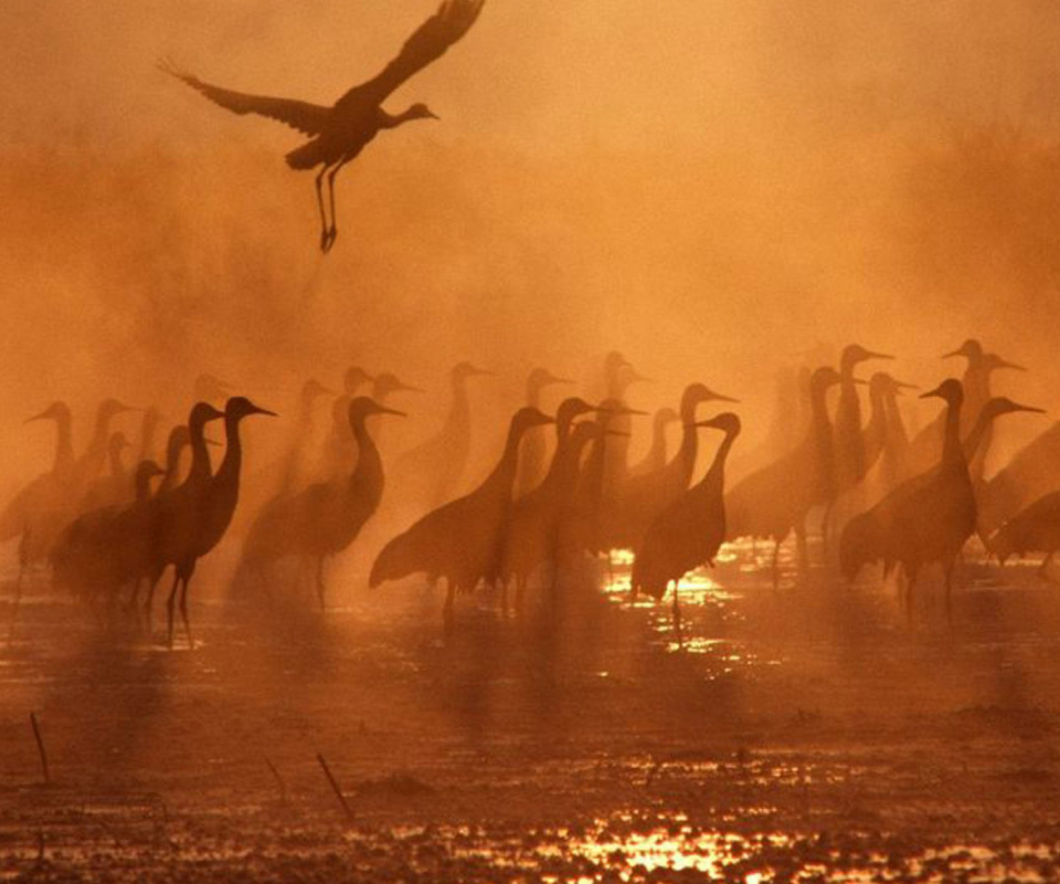 Обои Birds On A Lake 960x800