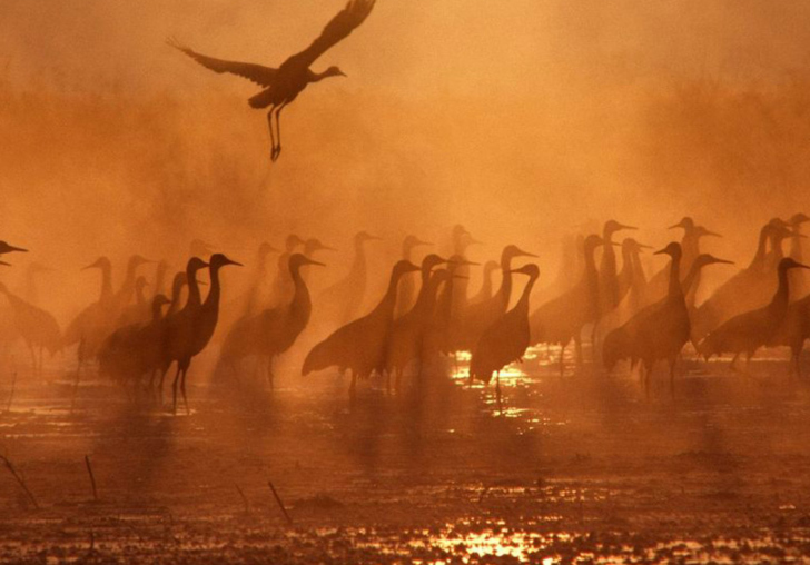 Sfondi Birds On A Lake