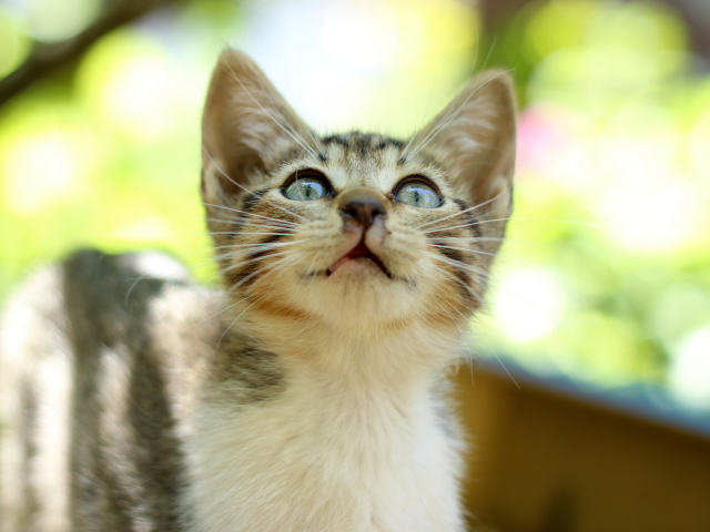 Das Kitten Staring At Smth Wallpaper 640x480