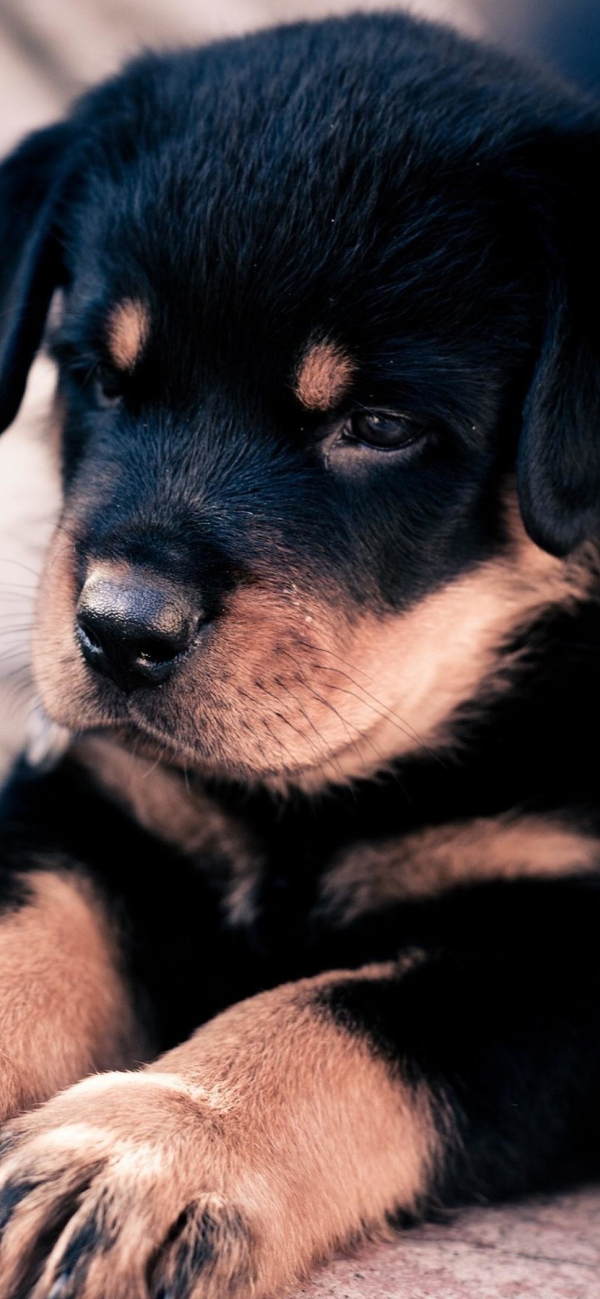 Fondo de pantalla Rottweiler Puppy 1170x2532