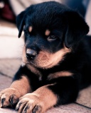 Das Rottweiler Puppy Wallpaper 128x160