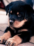 Fondo de pantalla Rottweiler Puppy 132x176