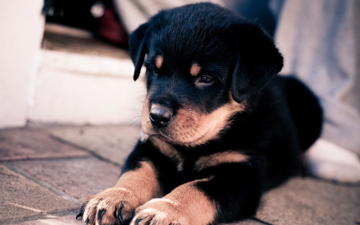 Fondo de pantalla Rottweiler Puppy 1440x900