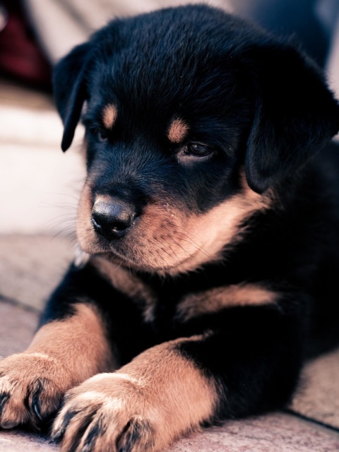 Fondo de pantalla Rottweiler Puppy 480x640