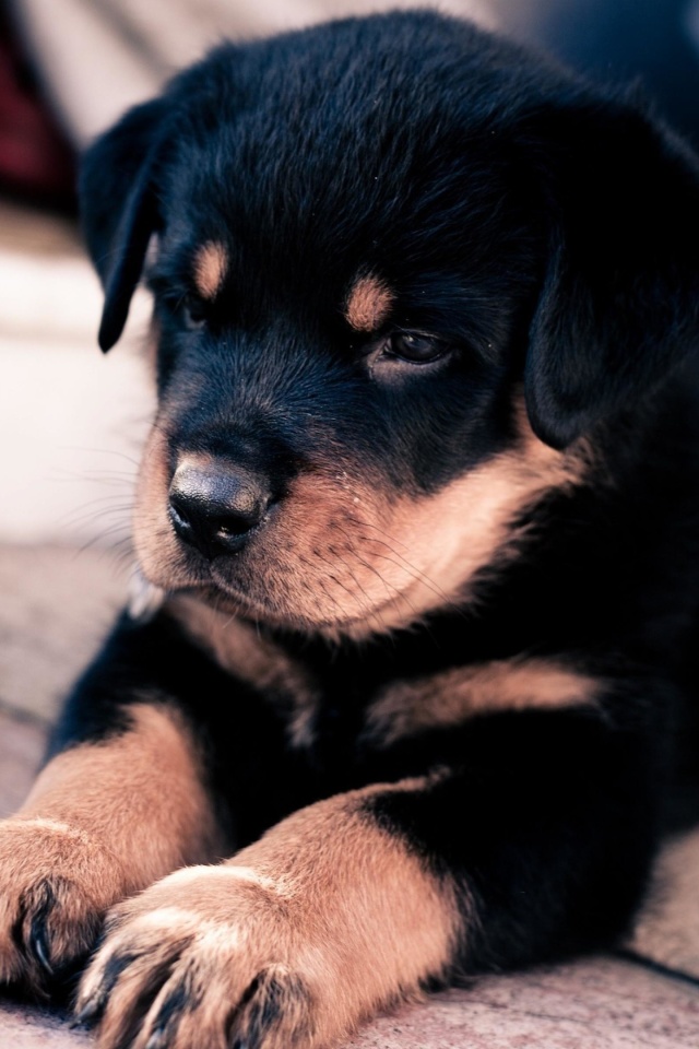 Fondo de pantalla Rottweiler Puppy 640x960