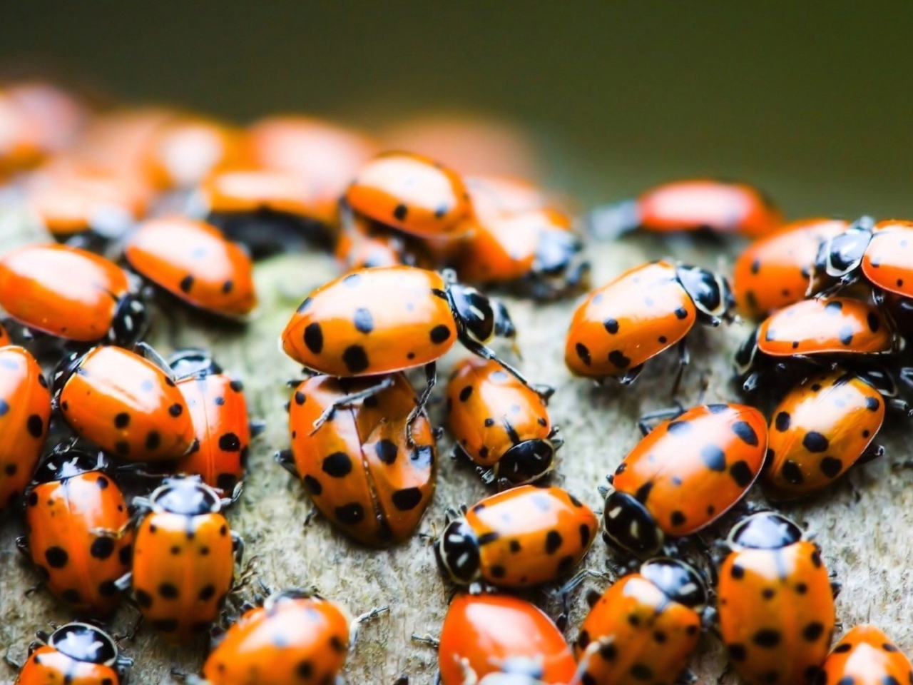 Ladybugs wallpaper 1280x960