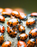 Sfondi Ladybugs 128x160