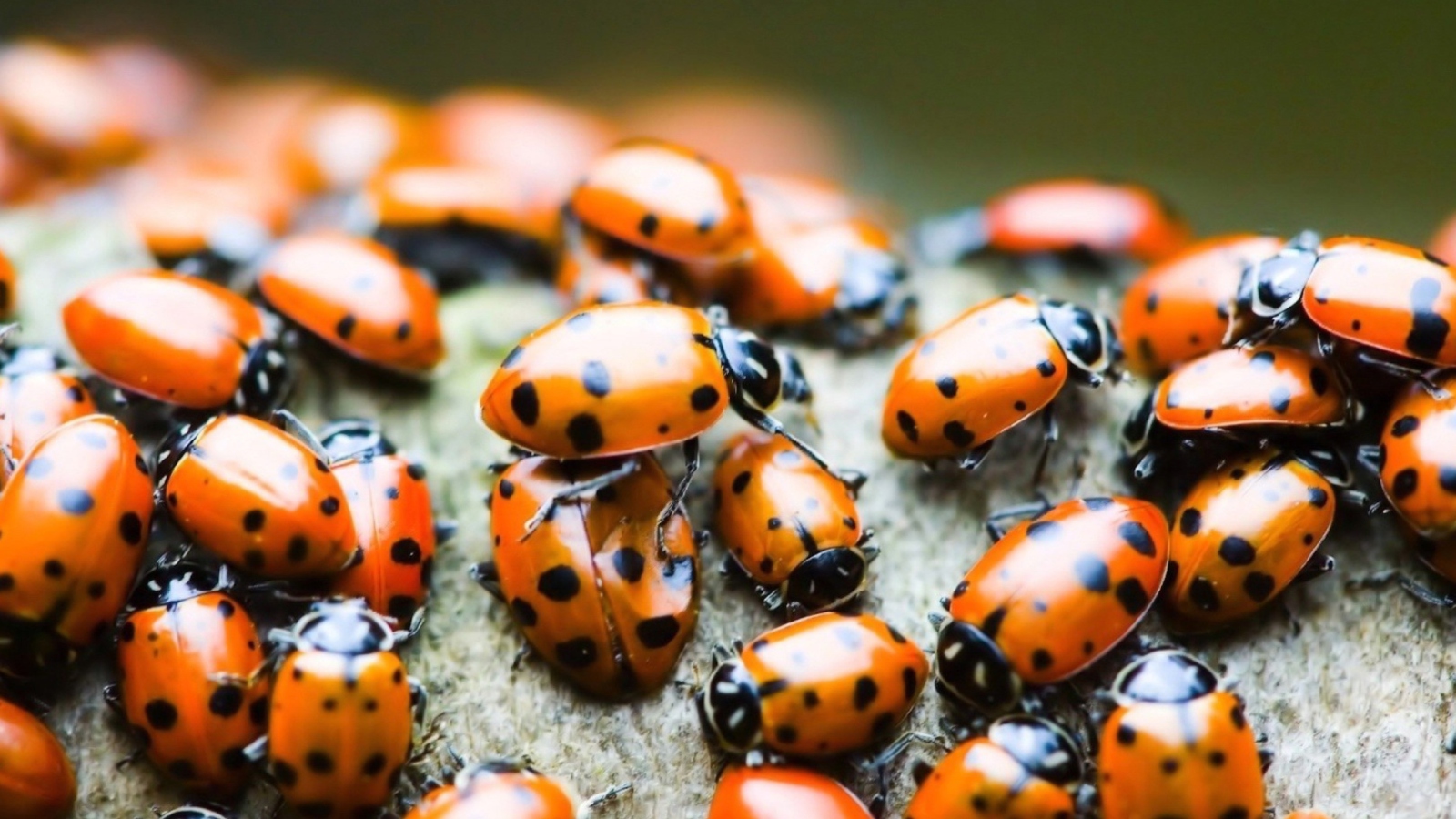 Sfondi Ladybugs 1600x900